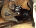 コルネリス・コルネリス・ヴァン・ハールレム 人間の堕落 猿 猫 カエル ハリネズミ